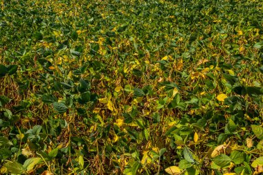 Soya fasulyesi makrosu. Soya fasulyesi hasadı, tarım baklagilleri. Soya fasulyesi tarlası - kuru soya kabuğu.