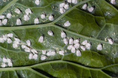 Whitefly Aleyrodes proletella tarımsal veba lahana yaprağı üzerinde.