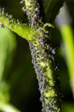 Yaprak bitleri, bitki bitleri, karasinekler veya beyaz sinekler, Cinara sarayı, Halep çam yaprağı, Hemiptera Aphididae.