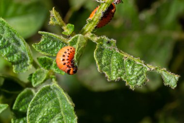 Colorado patates böceği - Patates çalıları üzerinde Leptinotarsa decemlineata. Bitkilerin ve tarımın baş belası. Böcek ilacıyla tedavi. Böcekler bitkilere zarar veren böceklerdir..
