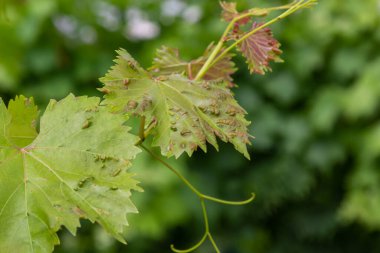Colomerus vitis hastalığı olan Erinosis ile üzüm yaprakları.