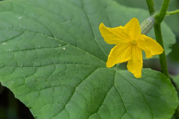 stock image Cucumber Planting, Green Cucumber Growing Farm, Close up.