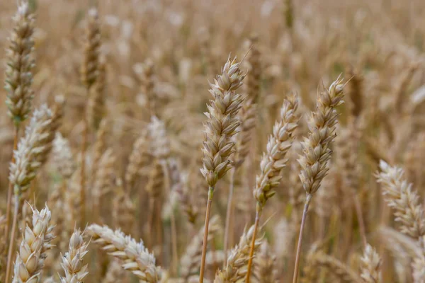 Grains Field Redy Harvest Golden Wheat Sun Fields Full Cereals — Stock Fotó