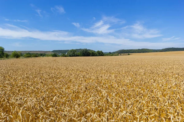 Field Golden Wheat Blue Sky Agricultural Field — Stock Photo, Image