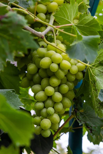 Ripe Grapes Grow Bushes Bunch Grapes Harvest — Stock Fotó
