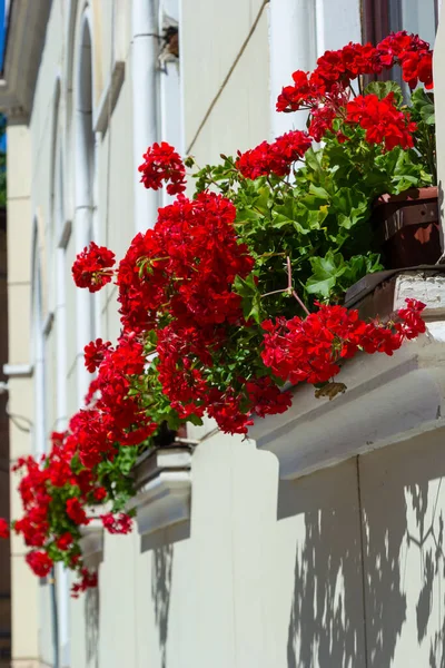 Decorating Window Sills Street Side Red Geranium Flowerpots Blooming Red — стоковое фото