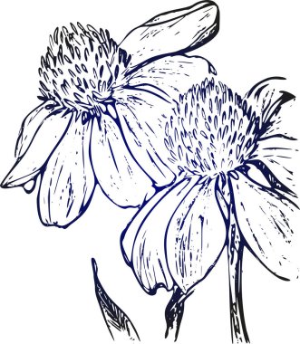 Çizim vektör grafik tasarımı için çiçek desenli. Çiçek doğal tasarım. Grafik, kroki çizim.