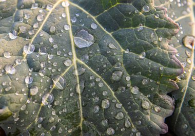 Yeşil, zümrüt yaprakları çiğ veya yağmur damlalarıyla kaplı: yağmur sonrası yapraklar, makro, doğal arkaplan,
