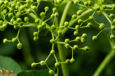 Ağaçtaki yeşil Arabika kahvesi meyveleri, kısa kesilip ışıklandırma sahnesi altına alındığında, mevcut tarım görüntüsü, seminer veya organik ürün arka planında belgede yararlı olabilir..