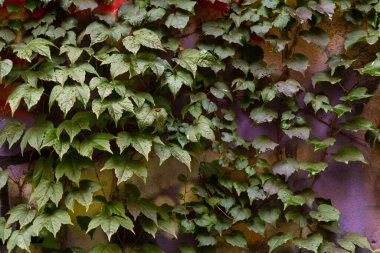 Yaban üzüm yaprakları. Yaban üzüm yapraklarından oluşan bir duvar. Yeşil üzüm yapraklarının dokusunu kapat..