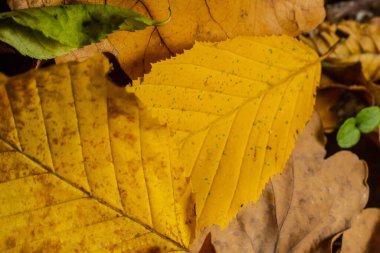 Sarı bir yaprağın makro fotoğrafı, renkli sonbahar yaprakları. Altın sarısı yaprak dokusu kapanıyor. Makro fotoğrafçılık.
