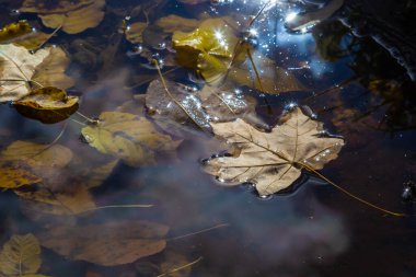 Sudaki renkli yapraklar, yüzen sonbahar yaprakları. Sonbahar yaprakları yağmur birikintisinde. Güneşli sonbahar yaprakları. Suda güzel bir yansıma.