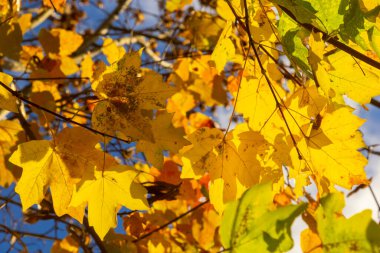 Sarı yapraklar sonbaharda ağaçlar mavi gökyüzü.