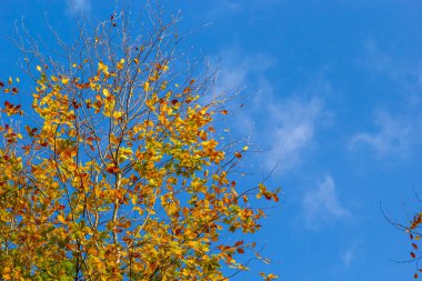 Sarı yapraklar sonbaharda ağaçlar mavi gökyüzü.