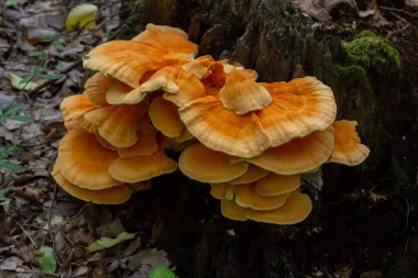 Turuncu parantez mantarının Macro Fotoğrafı. Ağaçların yengeci ya da ağaçların tavuğu olarak da bilinir. Ağaçların üzerinde yetişen Laetiporus Sülfür..