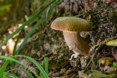 Yeşil yosunlu güzel boletus edulis mantar pankartı. Eski sihirli orman mantarları. Güneşli bir günde beyaz mantar.