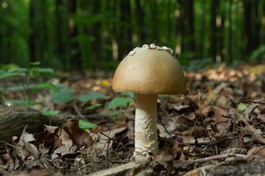 Bu mantar bir amanita rubescens ve ormanda yetişiyor..