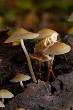 The Common Bonnet Mycena galericulata yenilemez bir mantardır..