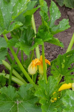 Kabak bol bol çiçek açar ve sürekli yaz sebzeleri tedarik eder. Ev bahçesi.