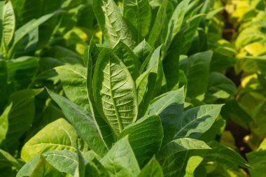 Tütün tarlasında büyük yaprak ekinleri yetişiyor..