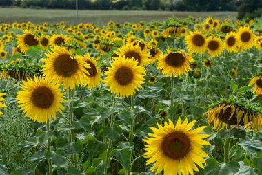 Sunflowers are Growing on the Big field. Wonderful panoramic view field of sunflowers by summertime. Long rows of nice yellow sunflower in the field under the blue sky. Black sunflower seeds.