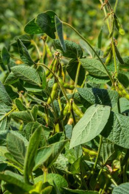 Soybean pods, close up. Agricultural soy plantation and sunshine. Soy bean plant in sunny field. Green growing soybean against sunlight.