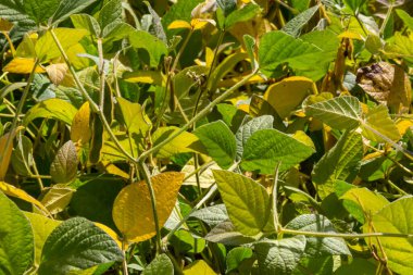 Brezilya 'nın Rio Grande do Sul kentindeki bir çiftlikte hasat edilmeye hazır bir soya tarlası. Yeşil yapraklar, gri ve mavi gökyüzü, yağmur bulutları, sarı ve kahverengi kapsüller. Teknoloji verimliliği körüklüyor.