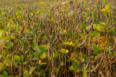 Soya fasulyesi makrosu. Soya fasulyesi hasadı, tarım baklagilleri. Soya fasulyesi tarlası - kuru soya kabuğu.