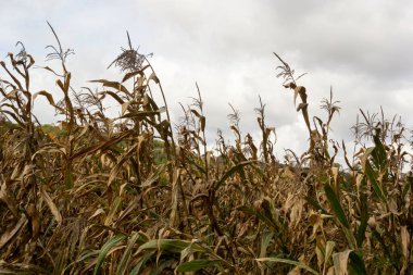 Sonbahar tarım manzarası. Olgun bir mısır tarlasının dramatik bulutlu gökyüzü manzarası. hasat zamanı.