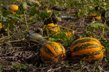 zengin hasat hasat için hazır bir alanı ile kabak bitkileri.