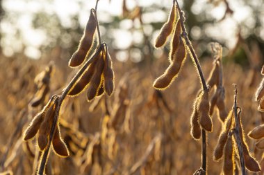 Soya fasulyesi tarlası. Gün batımında olgun altın sarısı soya fasulyesi kabukları. Altın parıltıda soya fasulyesi tarlası. Bulanık arka plan, sığ alan derinliği iyi hasat kavramı. Makro.