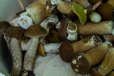 Ormanda sonbahar Karpat Ukrayna 'sında mantar toplayın.