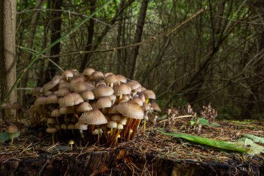 Kümelenmiş Bonnet Mycena eğimli bir kütüğün üzerinde büyüyor..