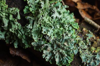 Lichen - Parmotrema reticulatum Düşen kütük üzerinde büyüyor.