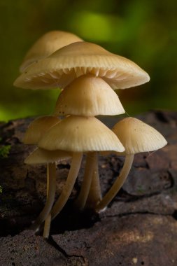 Yosun üzerinde büyüyen sihirli mantarlar. Büyük ihtimalle Mycena galericulata.