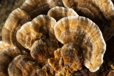 Anise mazegill, kahverengi çürük mantar, Gloeophyllum odoratum..