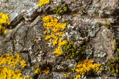Üzerinde liken yetişen bir ağacın kabuğunun ayrıntıları.