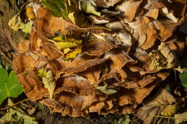 Meripilus Giganteus ormanda. Meripilus giganteus, polipore mantar. Dev çoklu gözenek, Meripilus giganteus, bir ağaç kütüğünden meyve verir..