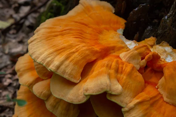 Turuncu parantez mantarının Macro Fotoğrafı. Ağaçların yengeci ya da ağaçların tavuğu olarak da bilinir. Ağaçların üzerinde yetişen Laetiporus Sülfür..