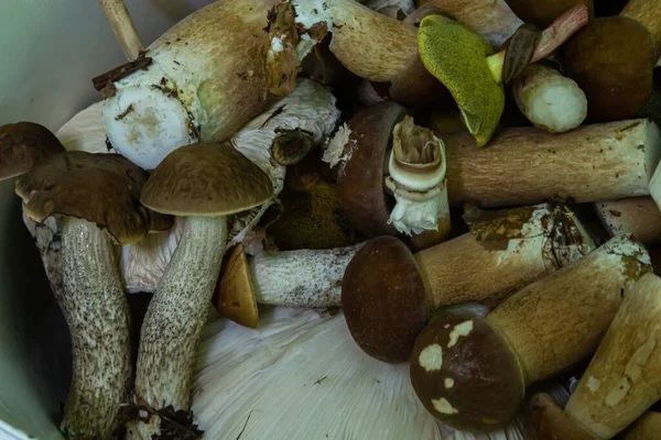 Ormanda sonbahar Karpat Ukrayna 'sında mantar toplayın.