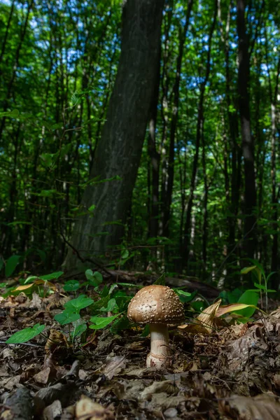 Bu mantar bir amanita rubescens ve ormanda yetişiyor..