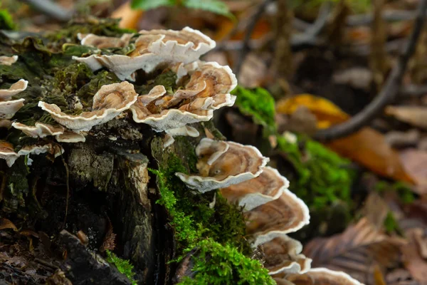 Gloeophyllum sepiaryum mantarı ağaçta ormana doğru. Paslı solungaçlı çokgözenek.