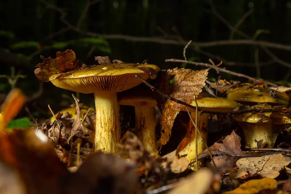 Cortinarius 'a yakın çekim zaferleri, ormanın arka planına karşı doğal bir çevrede.