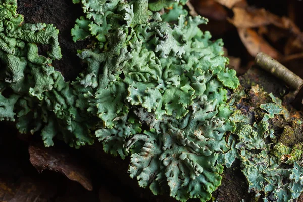 Lichen - Parmotrema reticulatum Düşen kütük üzerinde büyüyor.