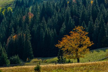 Kozalaklı orman. Karpatlar 'daki dağlar, Ukrayna.