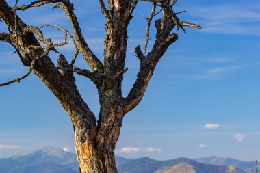 Güzel bir sonbahar akşamı dağı ve dağlık Karpatlar 'da kuru bir ağaç gövdesi. Ukrayna.