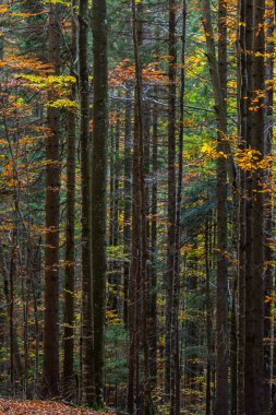 Güzel sonbahar kayın ormanı. Ukrayna 'daki Karpatlar. Dovbush kayaları.