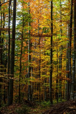 Güzel sonbahar kayın ormanı. Ukrayna 'daki Karpatlar. Dovbush kayaları.