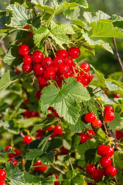 Yeşil arka plandaki bir bahçede olgun kırmızı frenk üzümü dalı.