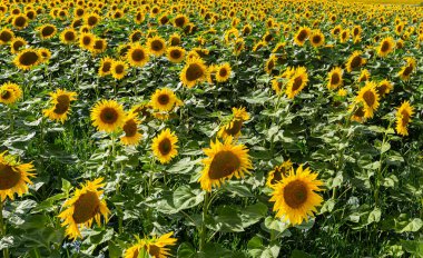 Çiçeklenmenin başlangıcında genç ayçiçekli tarla.